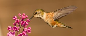 Un colibri pourvoyeur d'une leçon de bonheur